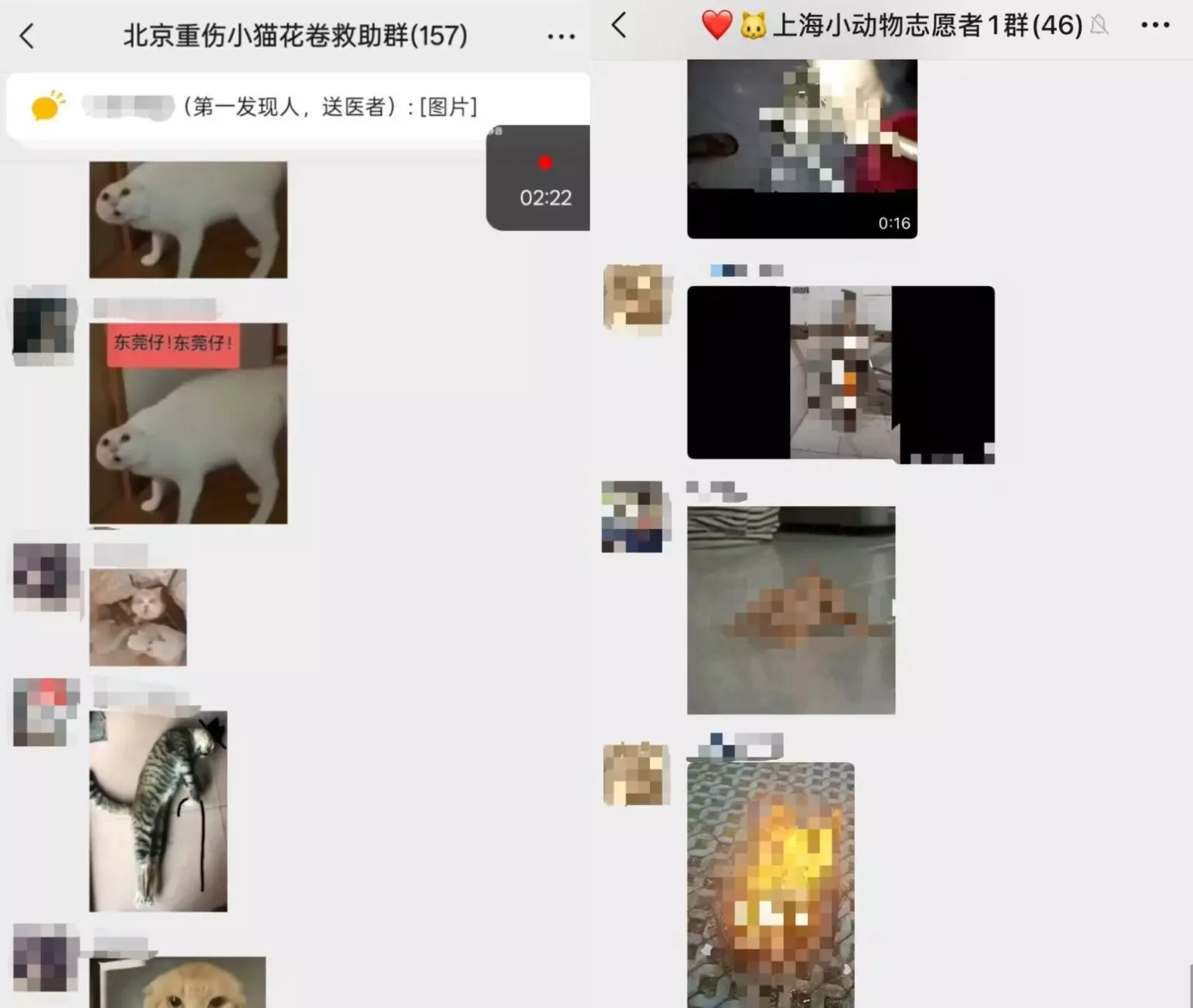內地多個貓義工及動物救援微信群組突遭不明人士湧入，他們發送大量涉及虐打、焚燒、肢解，甚至性侵貓隻的影片、照片。（網上圖片）