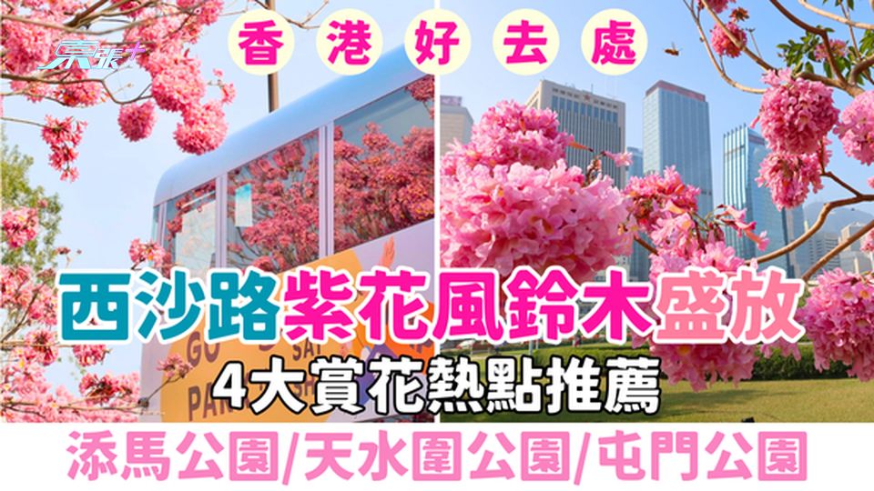 香港好去處｜西沙路紫花風鈴木盛放！4大賞花熱點推薦：添馬公園、天水圍公園、屯門公園
