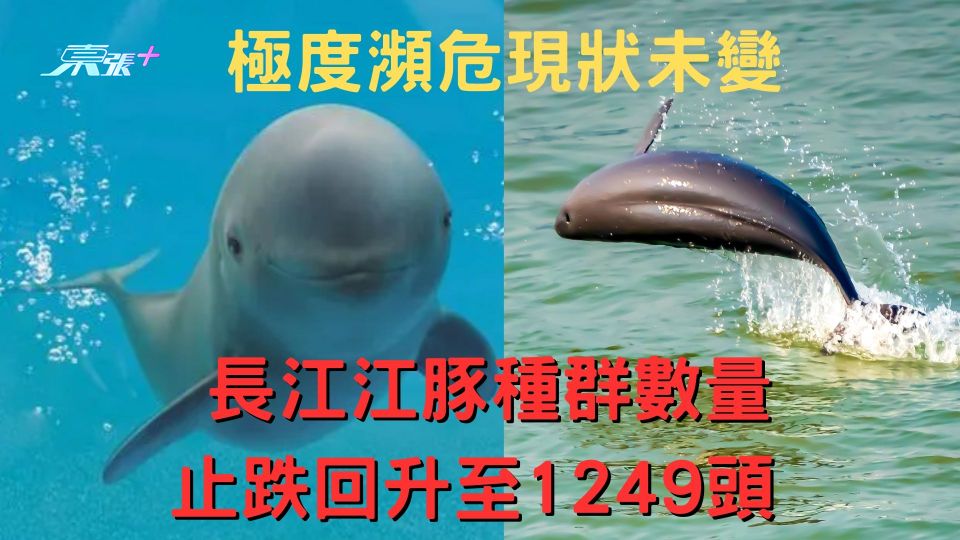 長江江豚種群數量止跌回升至1249頭 極度瀕危現狀未變