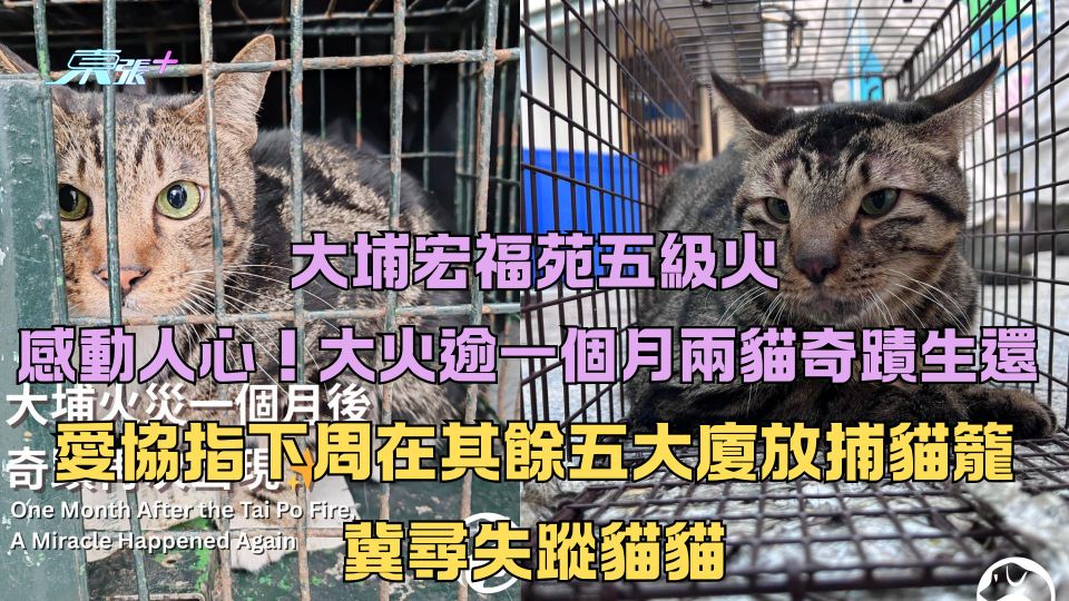 感動人心！大火逾一個月兩貓奇蹟生還 愛協指下周在其餘五大廈放捕貓籠冀尋失蹤貓貓