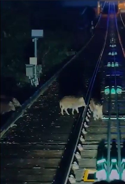 山頂纜車遇野豬BB「學行」阻路