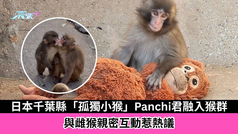 日本千葉縣「孤獨小猴」Panchi君融入猴群　與雌猴親密互動惹熱議