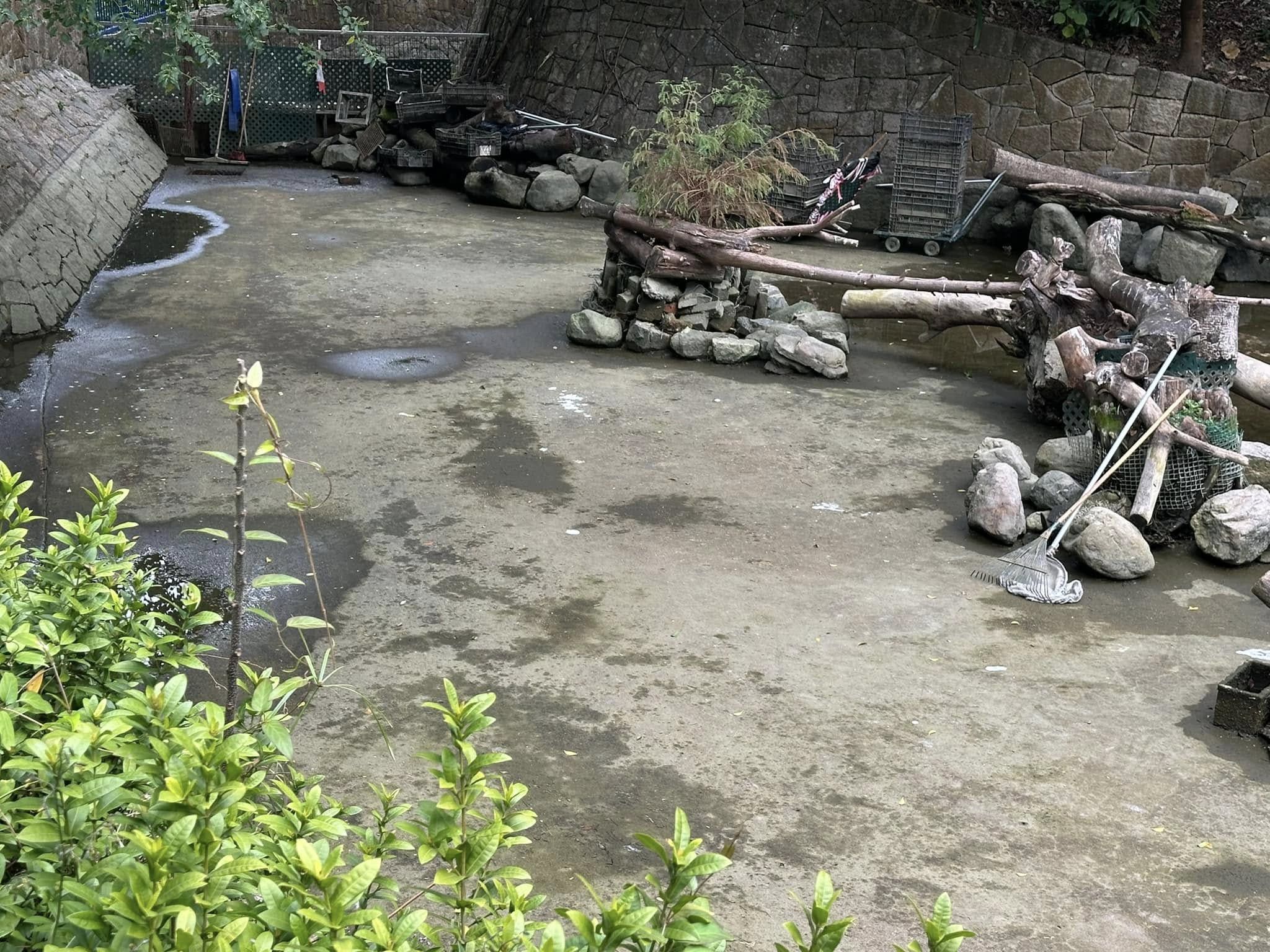 九龍公園水池大清洗「疑抽乾水」，康文署證3條魚缺水慘死。（龜途Facebook）