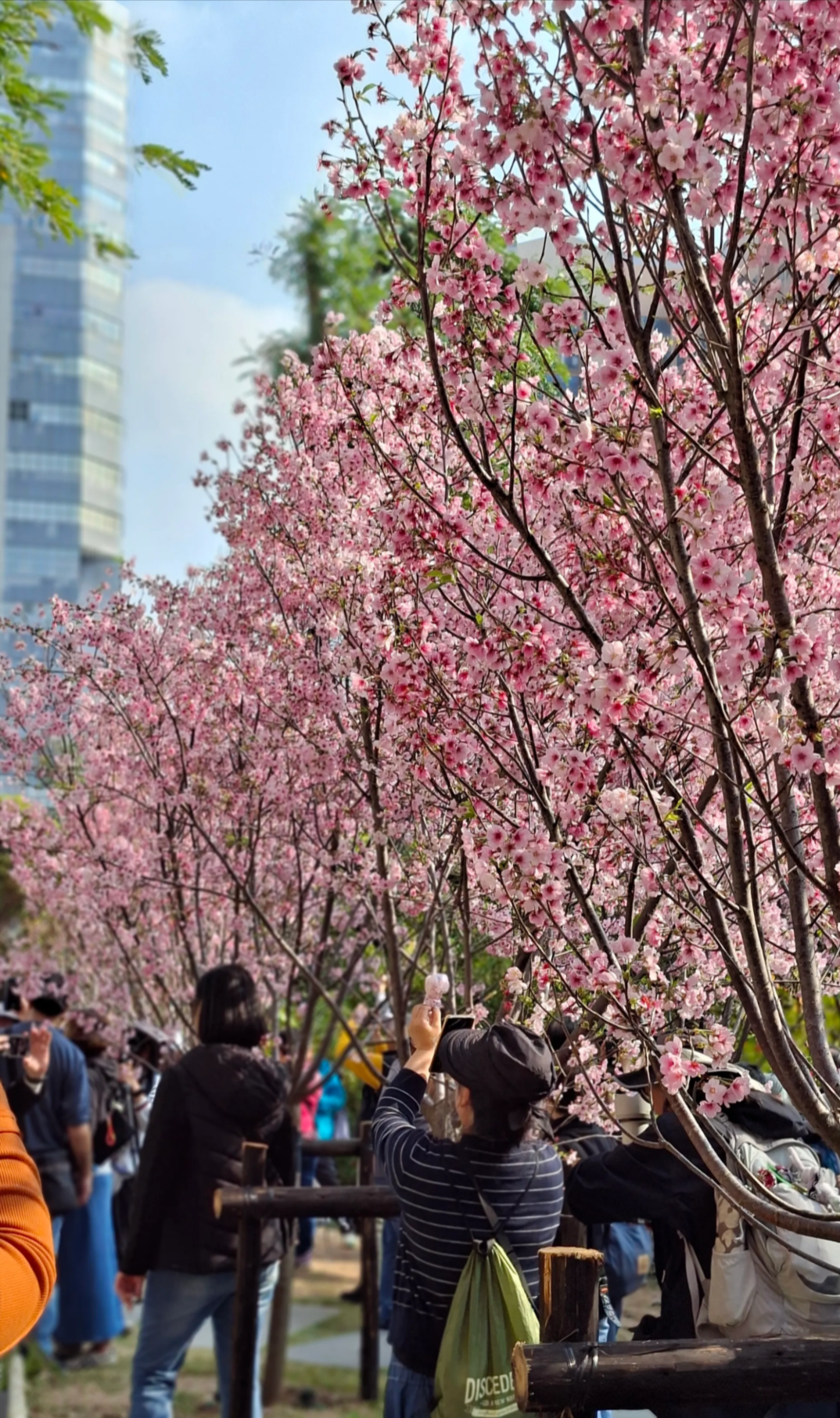 香港「櫻花季」提早來臨　石門隱世地點引過百市民專程拍攝 (Threads@catcat25000)