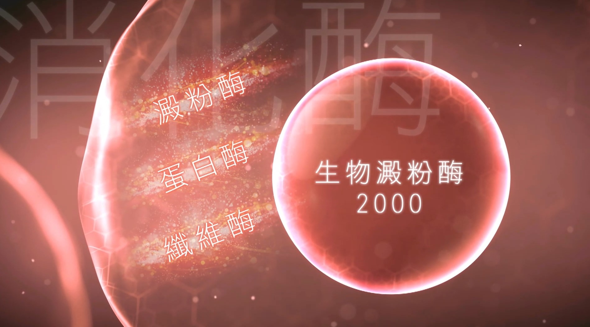 而「生物澱粉酶2000」，內含多種消化酶（澱粉酶、蛋白酶、纖維酶），有效助促進消化，紓緩胃脹問題。
