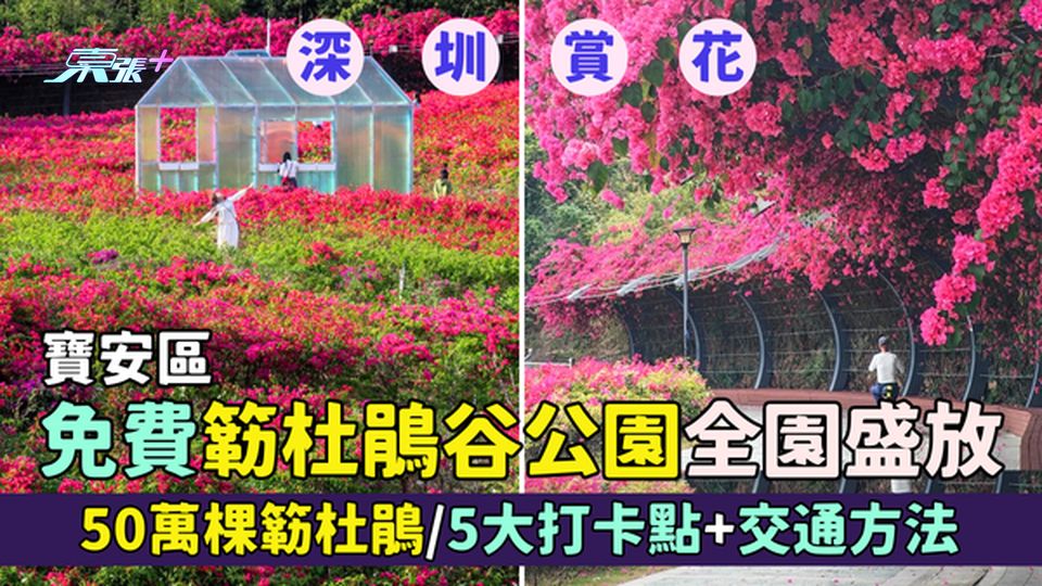 寶安區｜免費簕杜鵑谷公園🌸全園盛放 50萬棵簕杜鵑🌺/188米花廊/5大打卡點📸+交通方法🚗