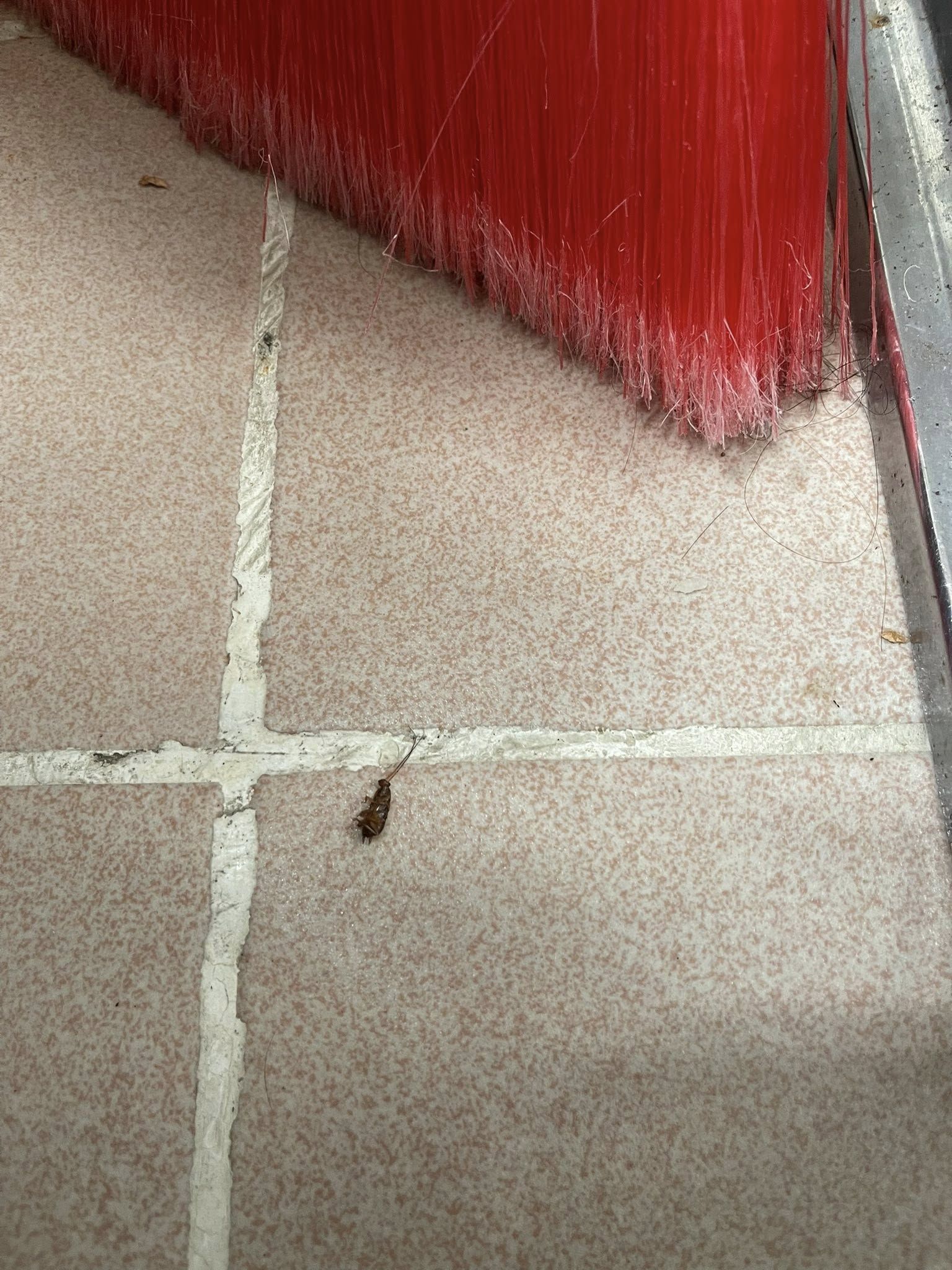 May be an image of centipede