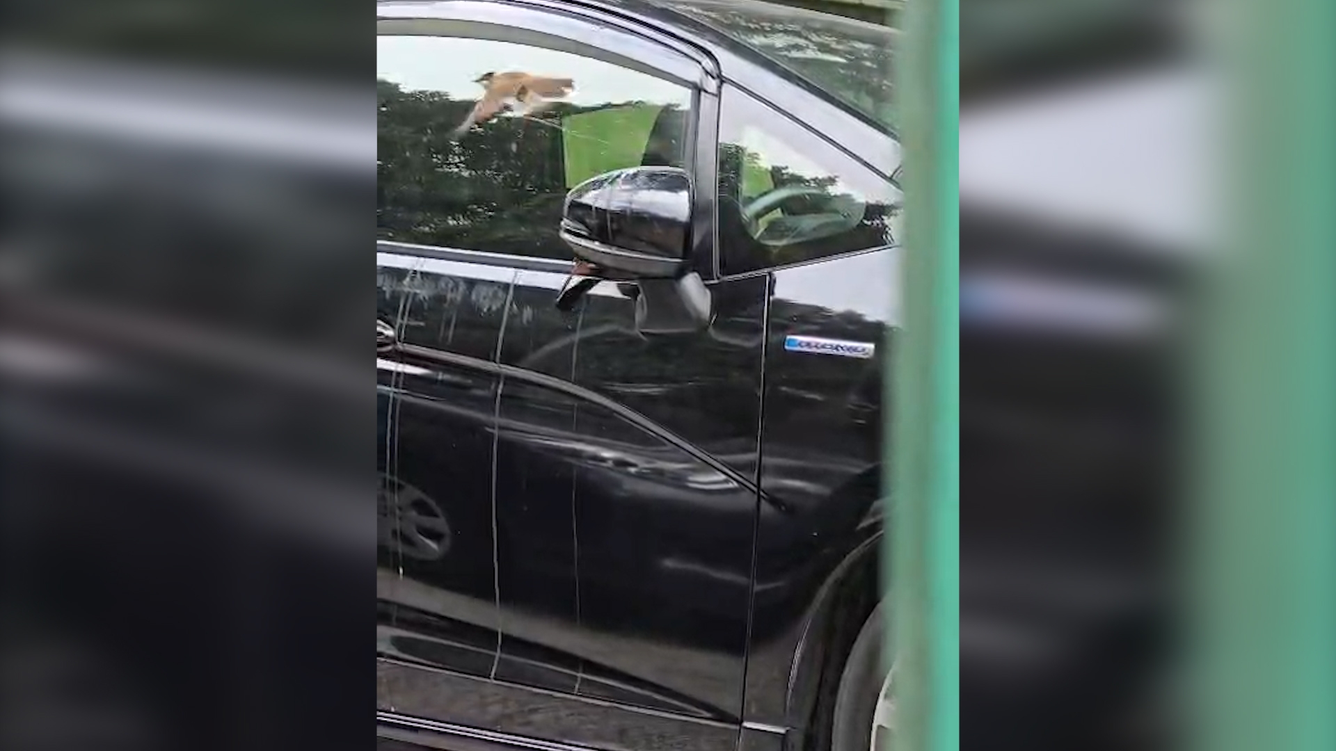 東張西望報料｜坪石邨搞笑一幕　兩雀仔玩「雀屎轟炸」　觀眾：好似報復車主咁