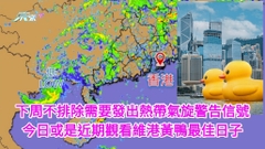 下周本港不排除受熱帶氣旋影響 今日或是近期觀看維港黃鴨最佳日子