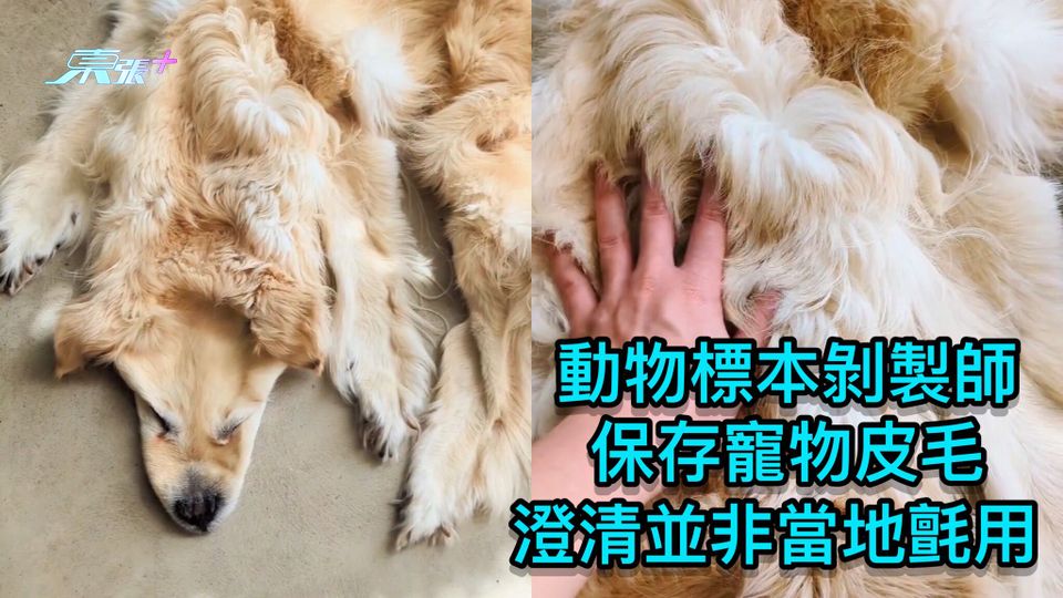動物標本剝製師保存寵物皮毛 澄清並非當地氈用