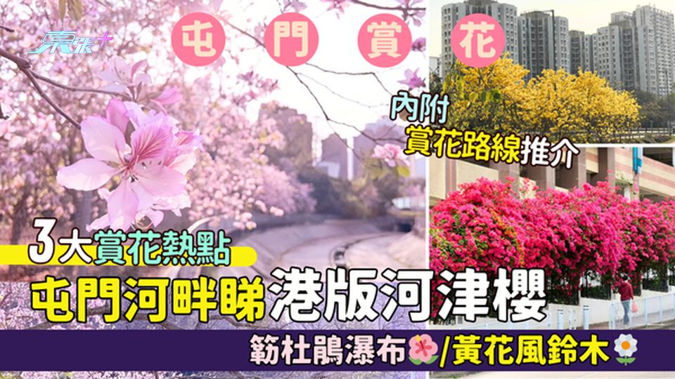 香港賞花｜屯門河畔睇港版河津櫻🌸 屯門3大賞花熱點📸｜睇簕杜鵑瀑布🌺/黃花風鈴木🌼賞花路線推