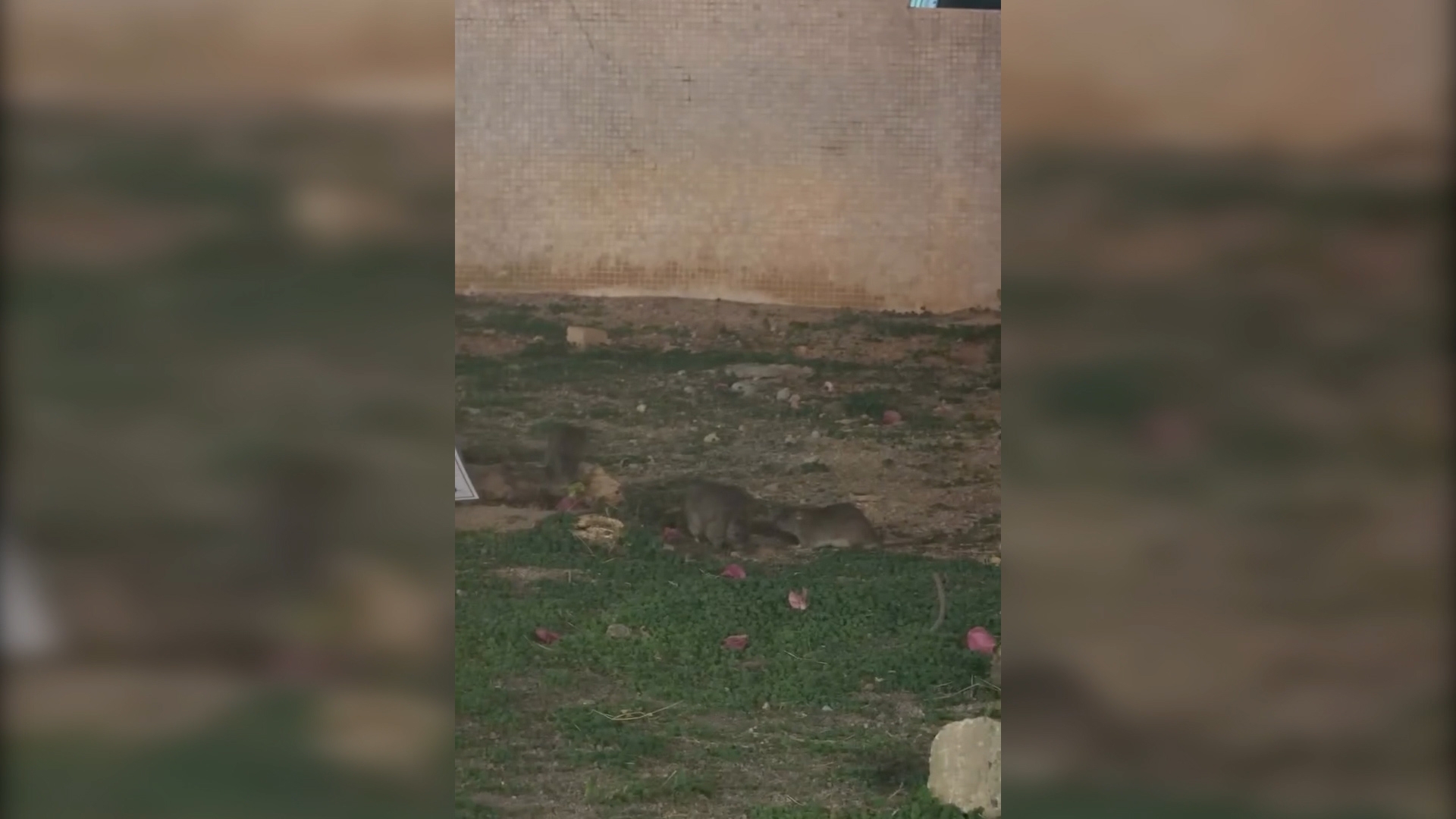 東張西望報料｜屯門鼠患嚴重「周街米奇」　街坊：老鼠肥美過屋企隻貓