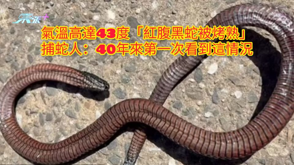 氣溫高達43度「紅腹黑蛇被烤熟」 捕蛇人：40年來第一次看到這情況