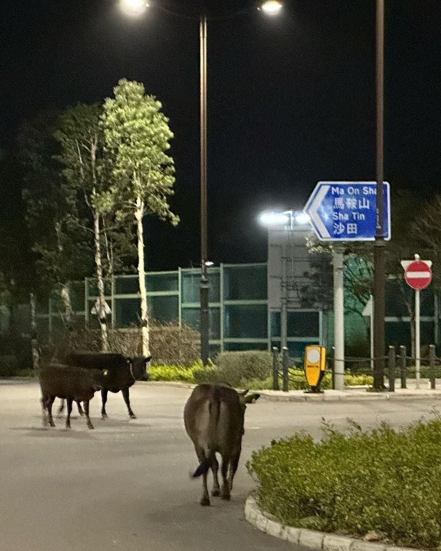 西沙路半夜多隻牛牛馬路漫步