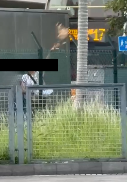 東張西望報料｜宋皇臺公園婆婆大玩「仙女散花」，麵包碎撒地下影響衛生。(讀者報料／影片截圖)