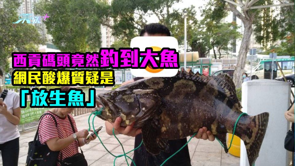 有相｜西貢碼頭竟然釣到大魚　網民酸爆　質疑是「放生魚」