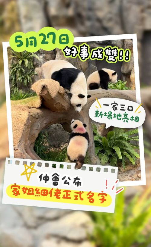 港產大熊貓｜龍鳳胎家姐叫「加加」　細佬叫「得得」　寓意具備中國人崇尚美德