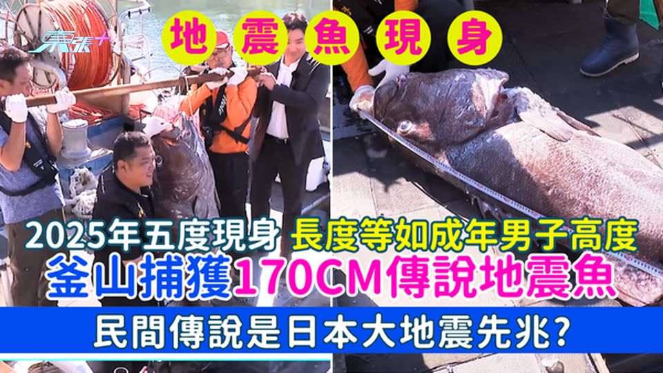 釜山捕獲170cm傳說地震魚 2025年五度現身/長度等如成年男子高度/民間傳說是日本大地震先兆？