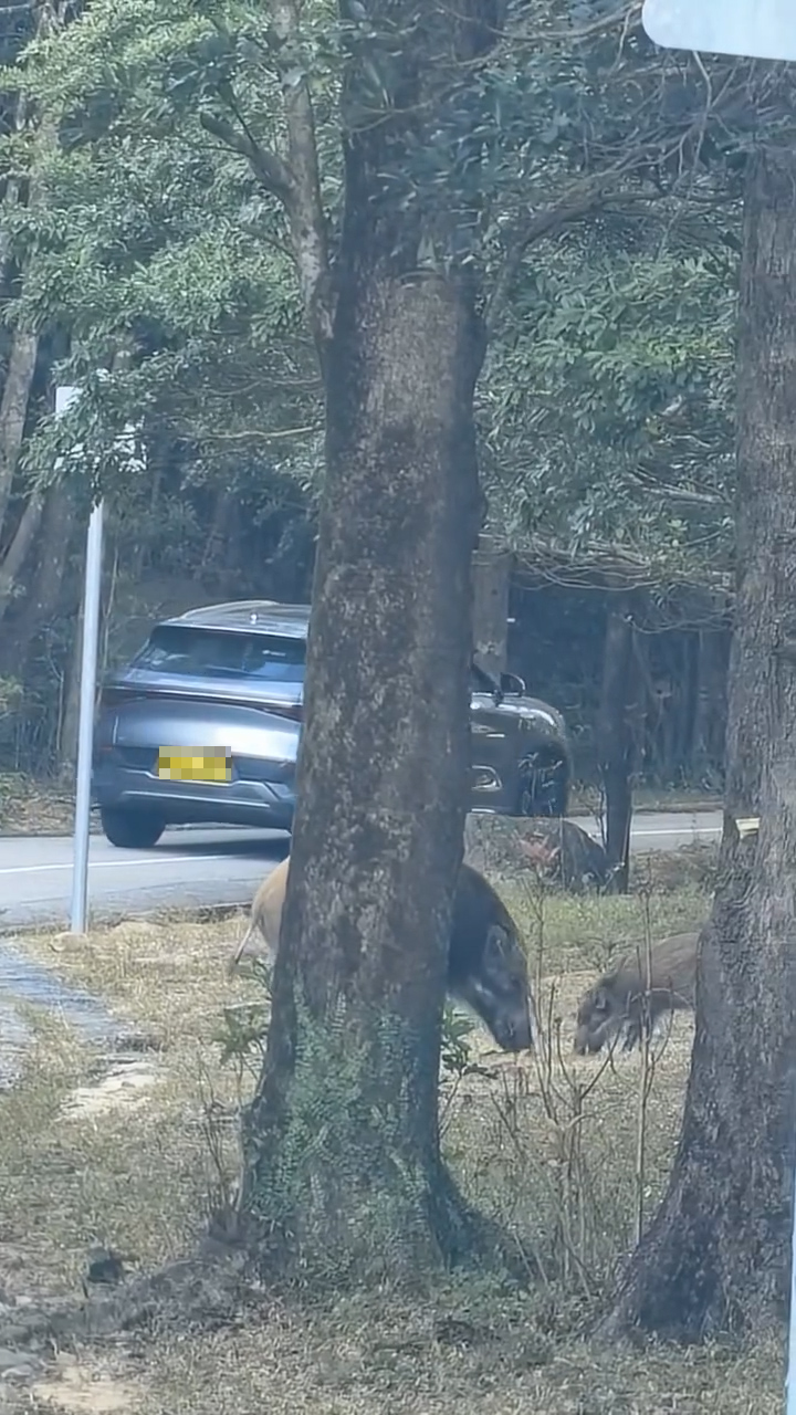 最終涉事男子駕車離開，而從影片末段可見，該隻野豬是與另一隻身形較小的年幼野豬同行。（網上影片截圖）