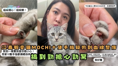 江嘉敏愛貓Mochi十隻手指疑剪到血線整傷 搞到勁擔心勁驚