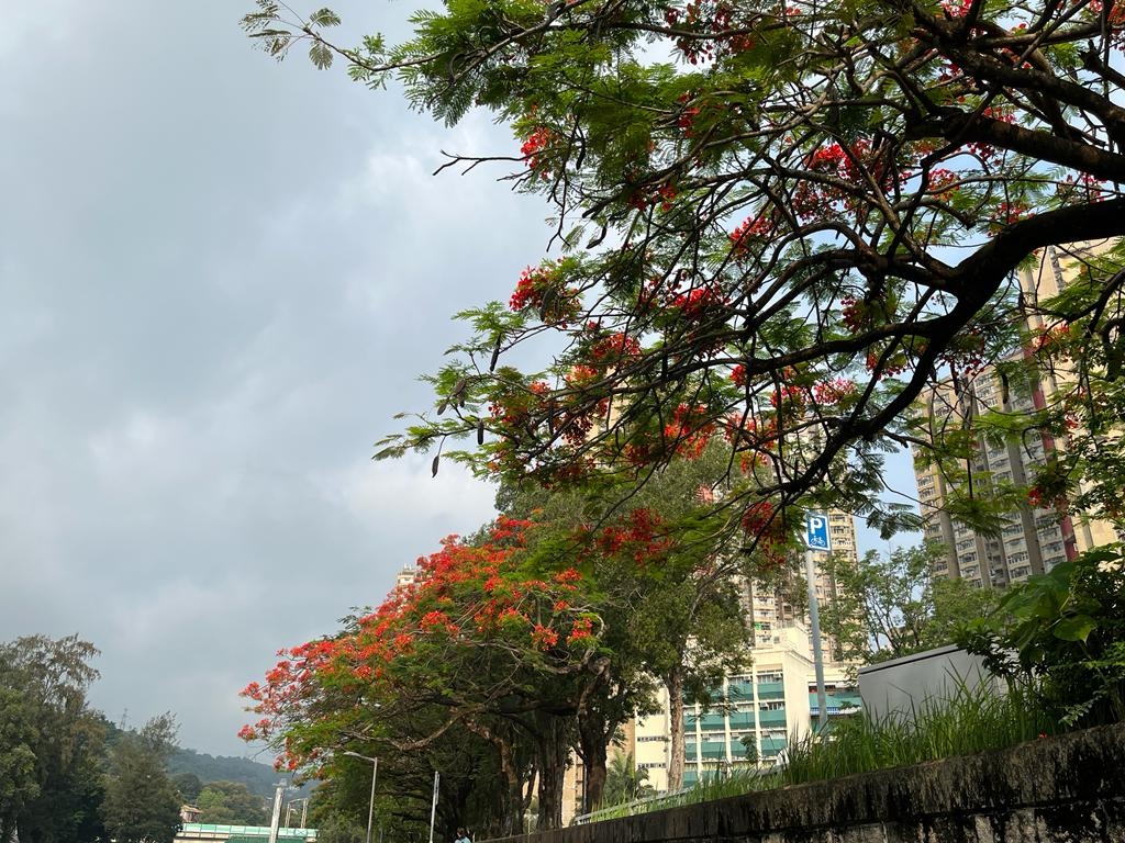 大埔鳳凰木成為居民年度打卡位