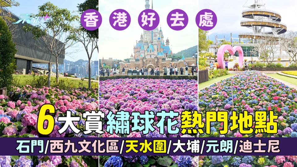 香港好去處｜6大賞繡球花熱門地點🌸📍石門/西九文化區/天水圍/大埔/元朗/迪士尼📸