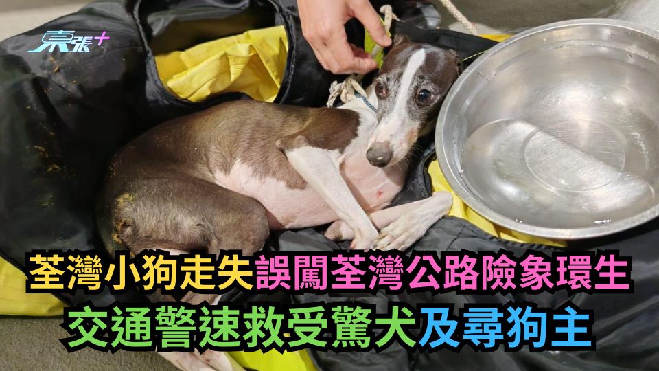 荃灣小狗走失誤闖荃灣公路險象環生　交通警速救受驚犬及尋狗主