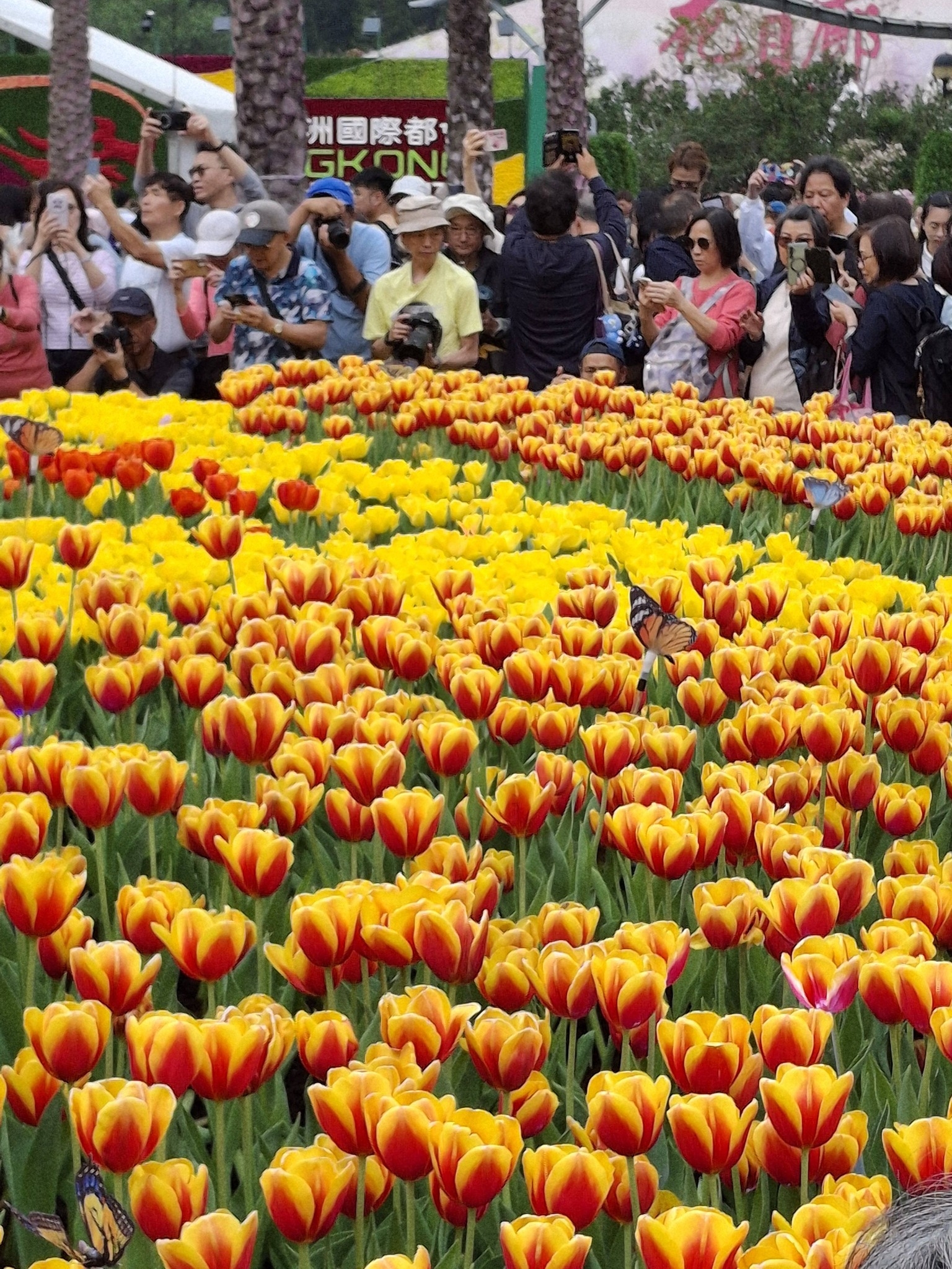 可能是花的圖像