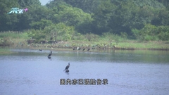 濕地公園有黑臉琵鷺屍體驗出H5禽流感病毒 附近雞場暫無雞異常死亡