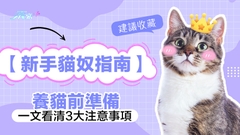 「貓奴」新手必學 一文看清養貓前注意事項