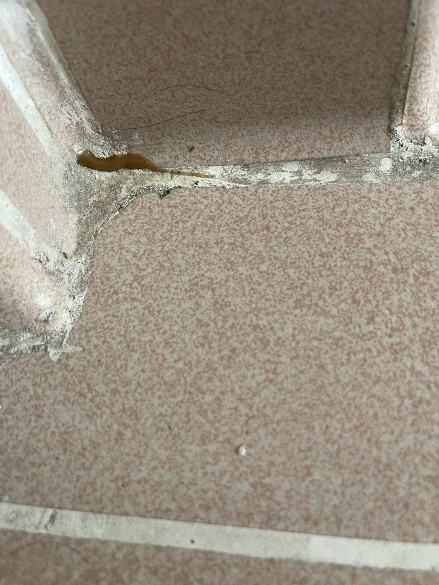 May be an image of snail and snake