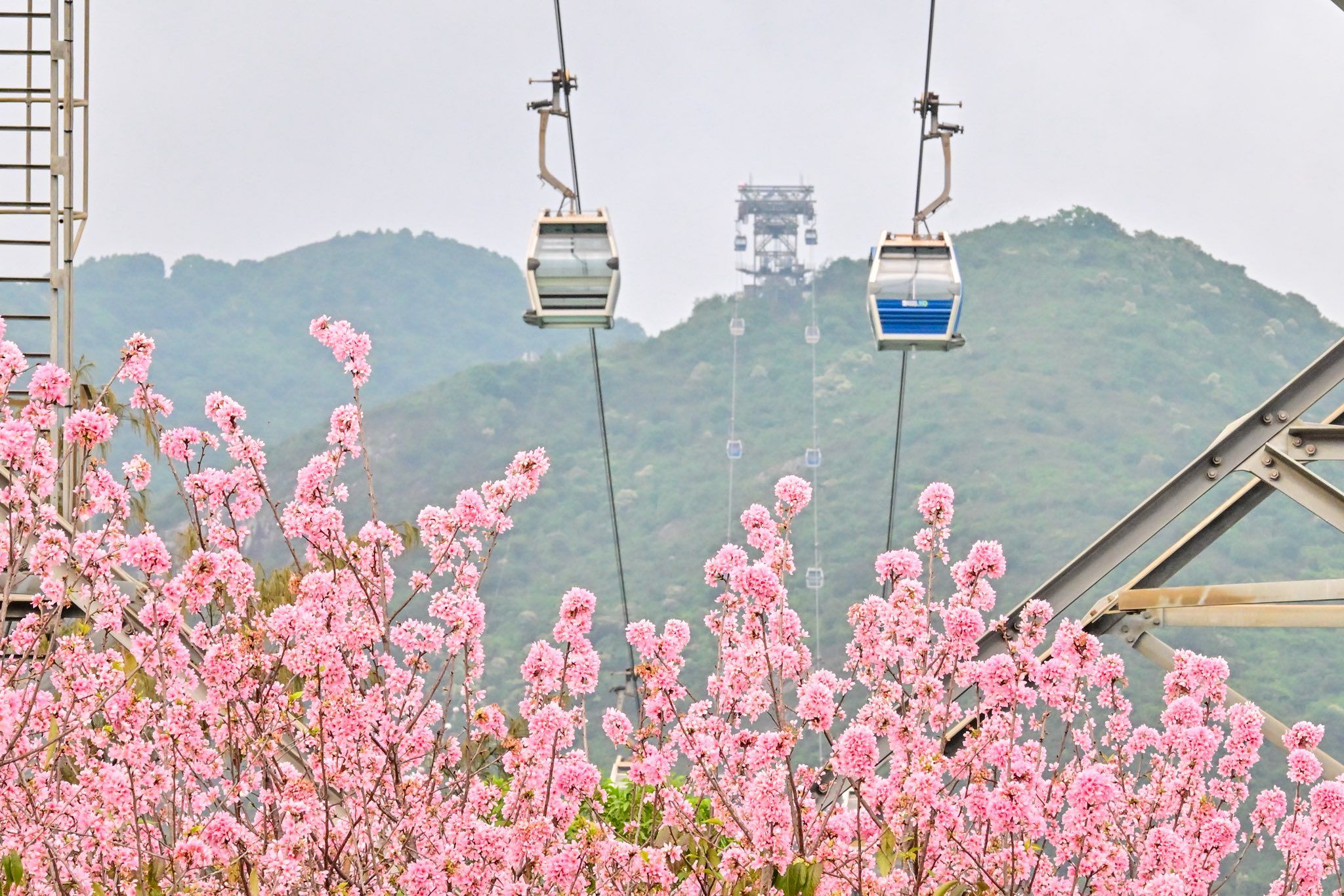 東涌櫻花園2025