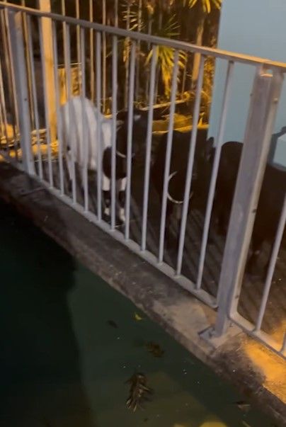 天水圍輕鐵站驚現山羊食草。(影片截圖)