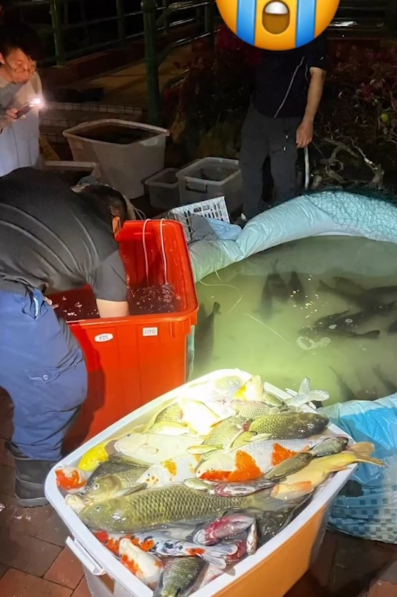 東張西望報料｜將軍澳景林邨洗魚池　清潔工疑不當處理致魚兒斃命 (FB@香港救援鳩鴿及雀鳥)