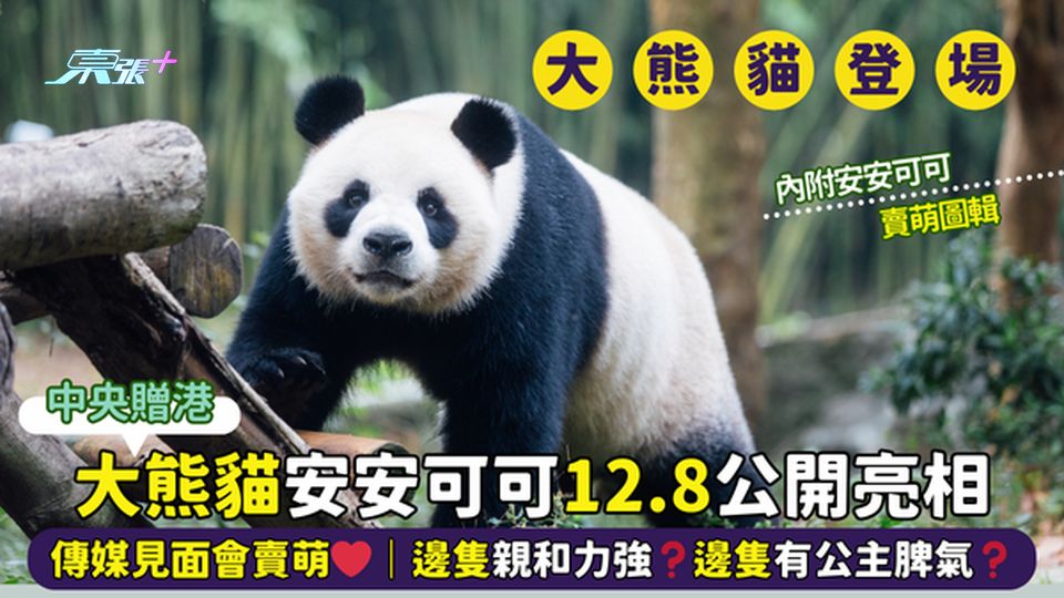 大熊貓🐼安安可可12.8公開亮相 傳媒見面會率先賣萌❤️｜邊隻親和力強❓邊隻文靜優雅❓