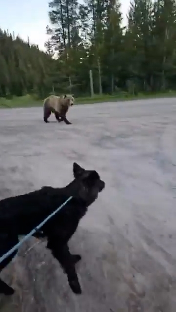 奧克絲帶上自己的荷蘭牧羊犬Skoki在野外營地散步時，正面遇上一隻重約700磅的灰熊。（X影片截圖／@TonyLaneNV）