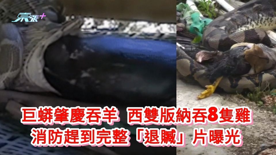 有片慎入丨巨蟒肇慶吞羊西雙版納吞8隻雞 消防趕到完整「退贓」片曝光