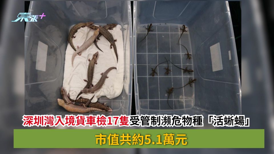 深圳灣入境貨車檢17隻受管制瀕危物種「活蜥蝪」　市值共約5.1萬元
