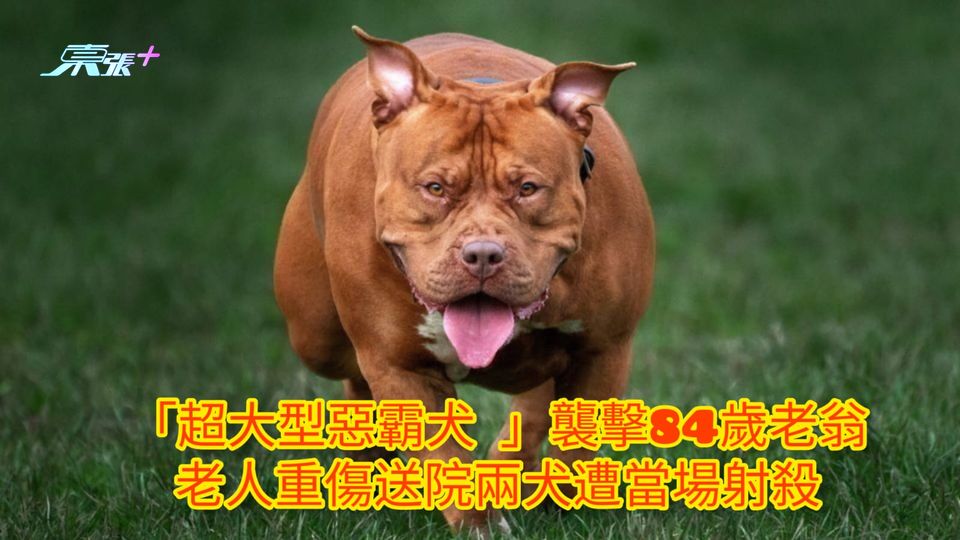 「超大型惡霸犬 」襲擊84歲老翁 老人重傷送院兩犬遭當場射殺
