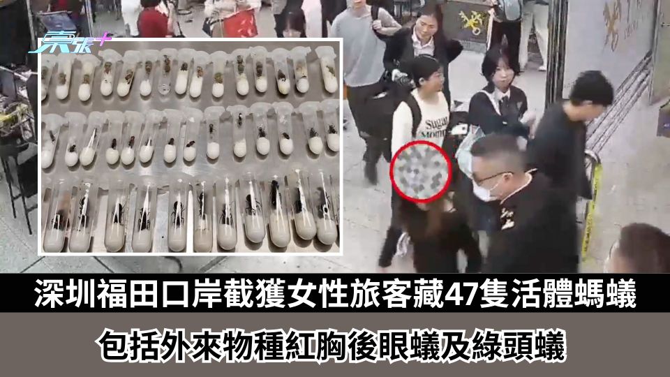 深圳福田口岸截獲女性旅客藏47隻活體螞蟻　包括外來物種紅胸後眼蟻及綠頭蟻