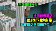 東張報料有相｜沙田麗豪酒店驚現巨型蜂巢　喺正酒店房間窗戶旁！