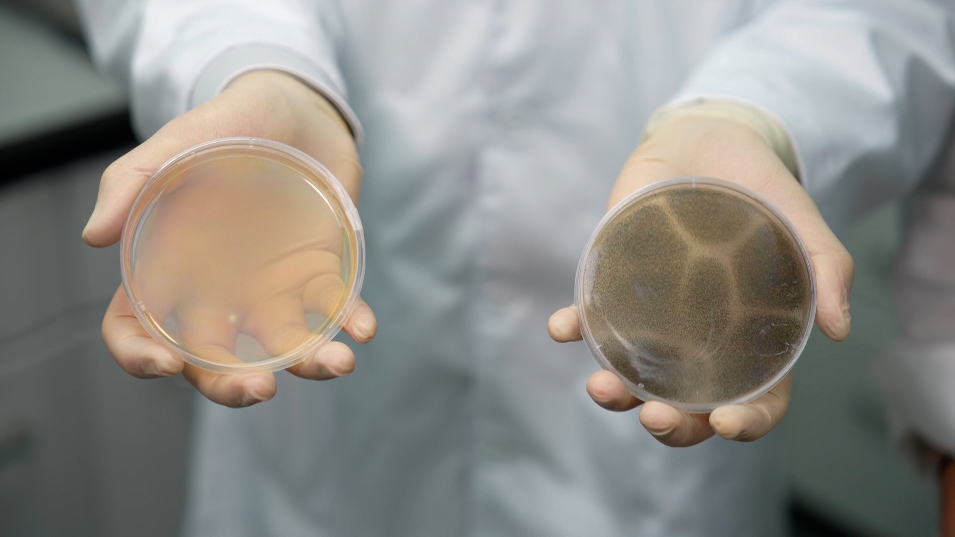 結果是，有噴防霉泡沫的浴簾培養皿，近乎是沒有霉菌再長出來，但沒有噴的，則還長出了很多霉菌。