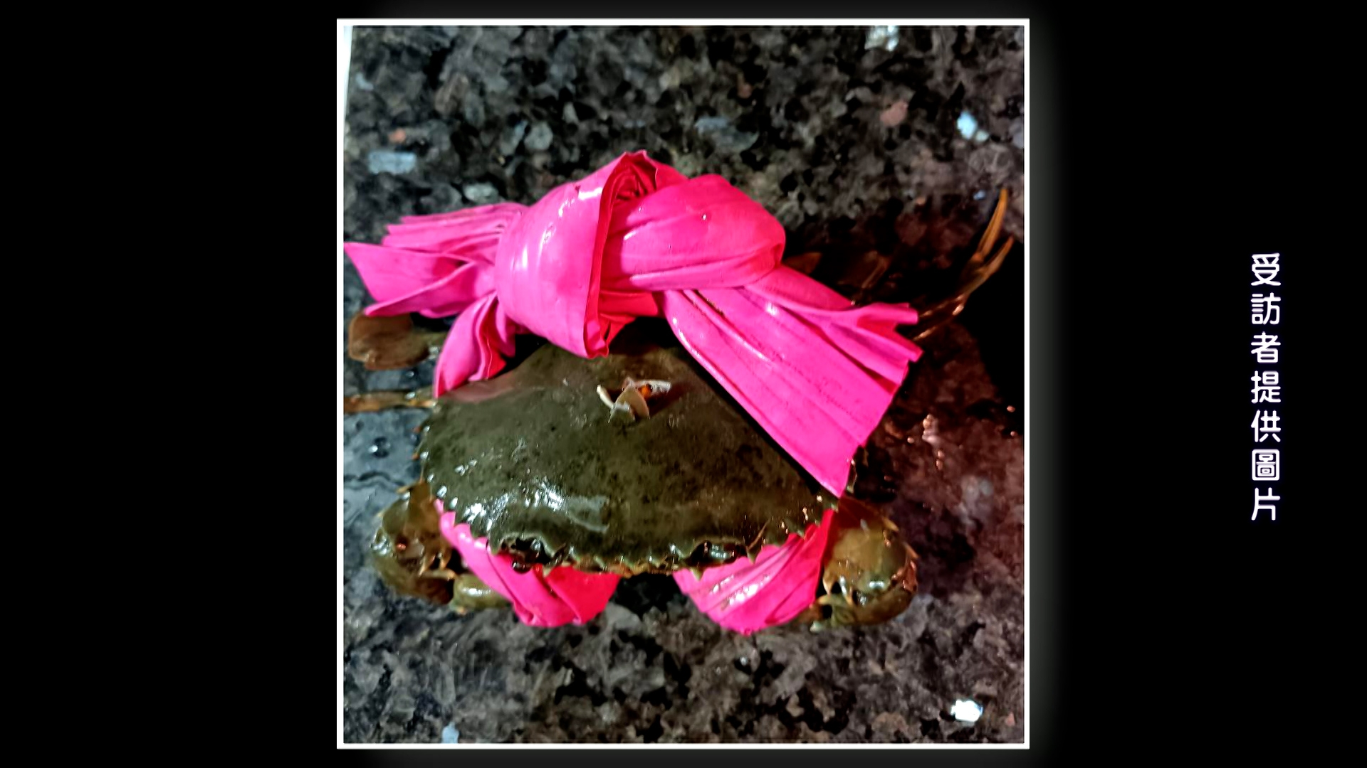 周小姐於3月6日在葵涌一個街市買了一隻蟹，回家後拆開蟹繩，發現該條繩又粗又重又大條。