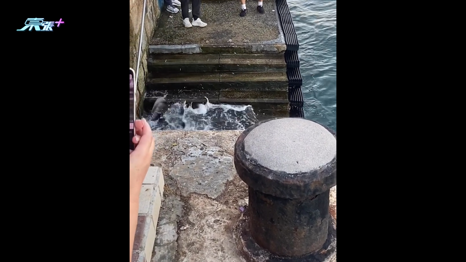 鯉景灣海傍現魔鬼魚罕見「拍翼」掙扎　市民驚呼：尾針有毒勿近身