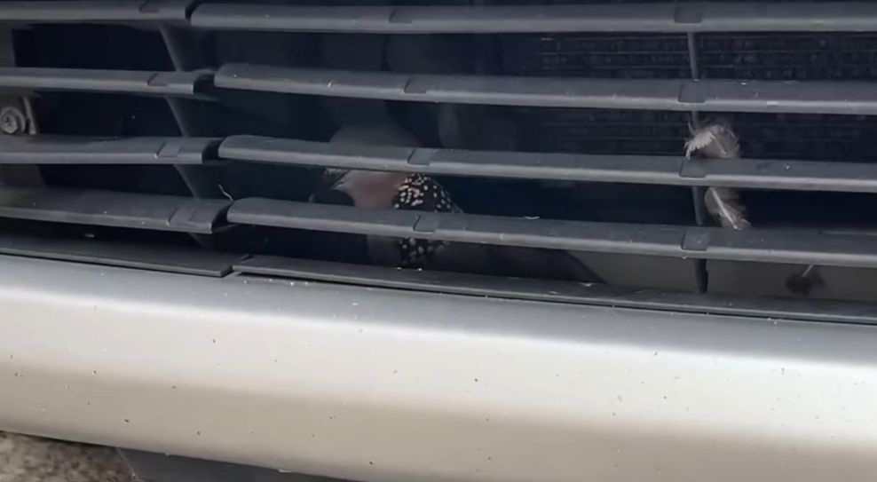 港車主泵把離奇藏「咕姑固」惹熱議　珠頸斑鳩竟是受保護動物