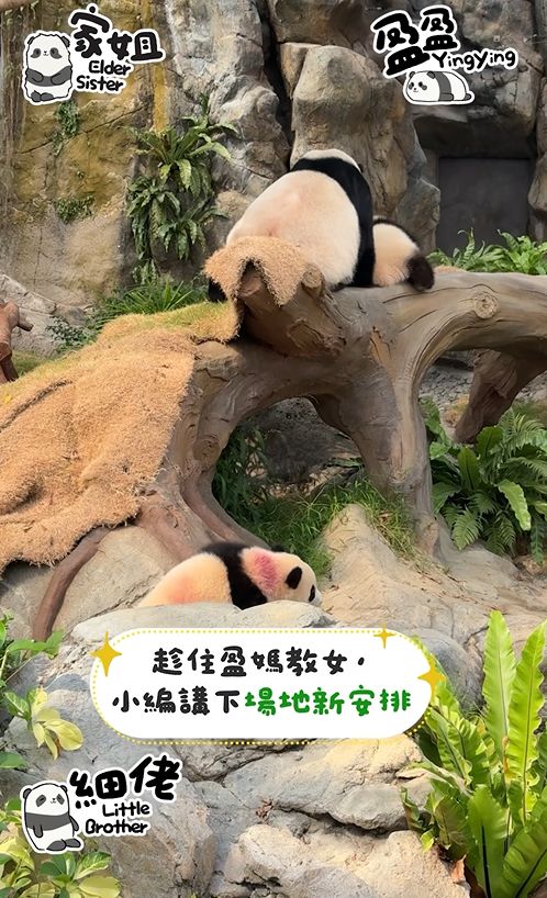 港產大熊貓｜龍鳳胎家姐叫「加加」　細佬叫「得得」　寓意具備中國人崇尚美德