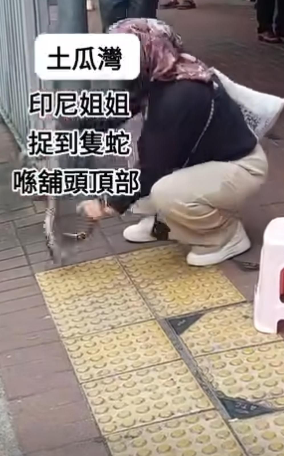 土瓜灣印尼姐姐徒手捉蛇