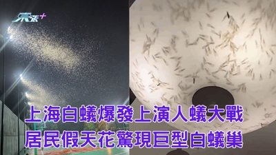 有片｜ 上海白蟻大爆發上演人蟻大戰 居民假天花驚現巨型白蟻巢