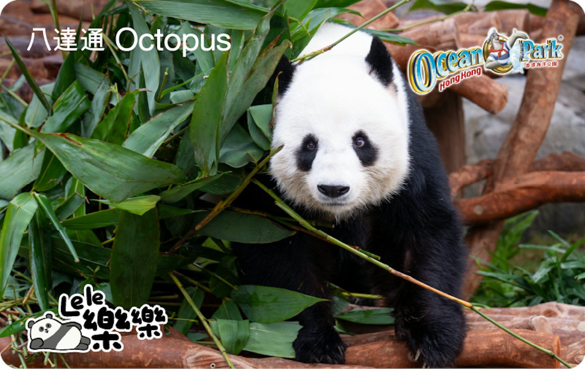 大熊貓珍藏版八達通