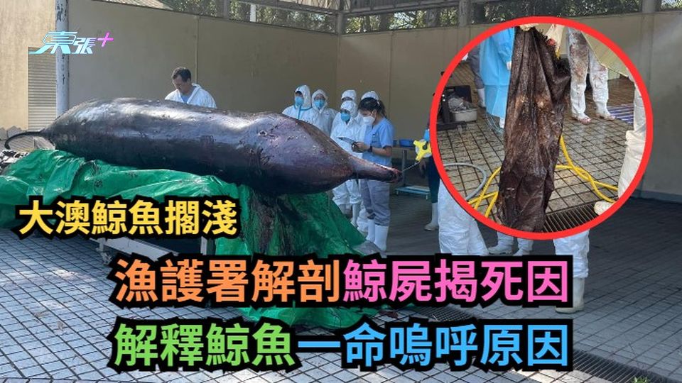 大澳鯨魚擱淺｜漁護署解剖鯨屍揭死因　解釋鯨魚一命嗚呼原因